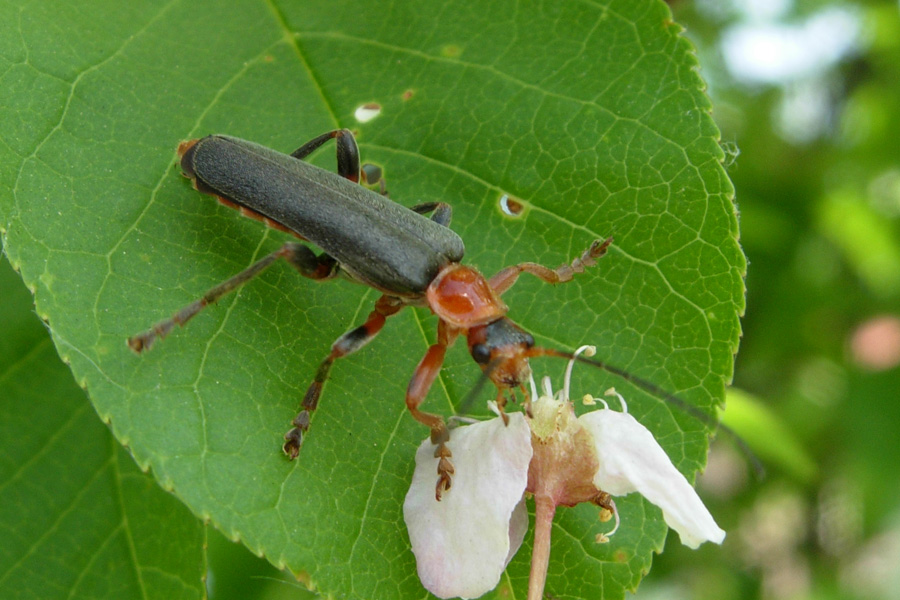 Alcuni Cantharidae, un Oedemeridae e un Cerambycidae